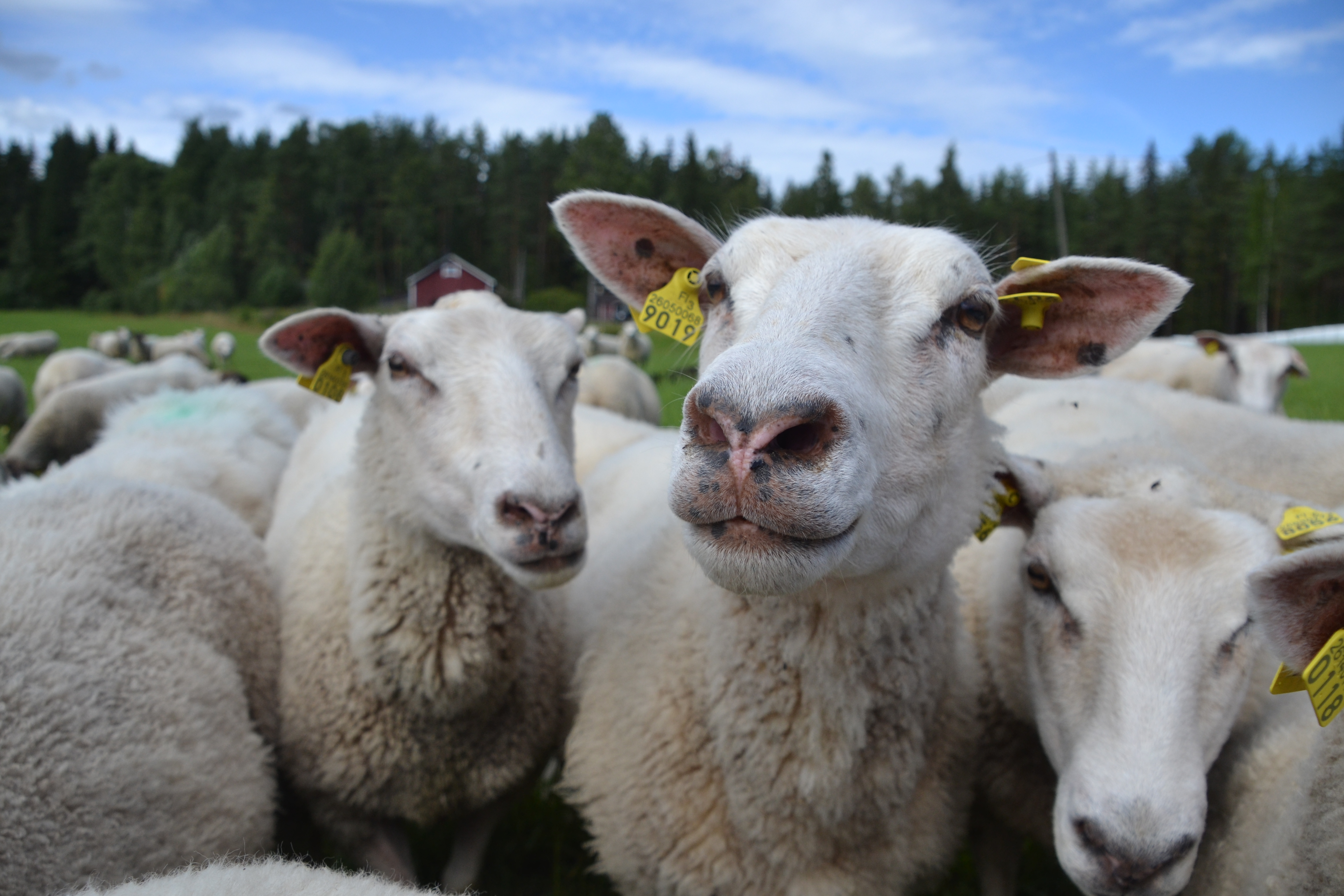 Lammas