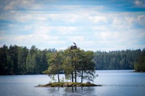 Etelä-Konneveden saaristossa voi nähdä kalasääksen pesällä. Kuva: Upe Nykänen/retkeilyKS