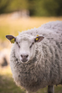 Lammas Huhtalan torpan laitumella. Kuva: Heikki Sulander/retkeilyKS