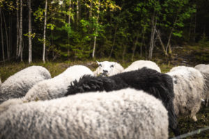 Lammaskatras Huhtalan laitumella. Kuva: Heikki Sulander/retkeilyKS