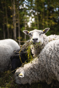 Lammaskatras Huhtalan laitumella. Kuva: Heikki Sulander/retkeilyKS