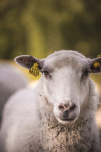 Lammas Huhtalan torpan laitumella. Kuva: Heikki Sulander/retkeilyKS
