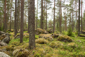 Isojärven männikkömetsissä on paljon sammaloituneita kiviä. Kuva: Elina Lamminaho/retkeilyKS