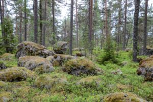 Jäkälä- ja sammalpeitteisiä kiviä Isojärvellä. Kuva: Upe Nykänen/retkeilyKS
