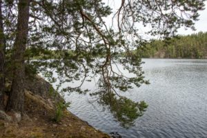 Isojärven kansallispuisto, rantamänty. Kuva: Elina Lamminaho/retkeilyKS