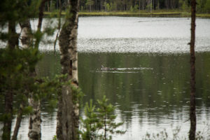 Vahterjärven sadepäivämaisemaa. Kuva: Elina Lamminaho/retkeilyKS