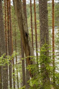 Männikköä Kuorejärven rantamaisemissa. Kuva: Elina Lamminaho/retkeilyKS