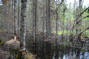 Majavan metsämaisemaa. Kuva: Upe Nykänen/retkeilyKS