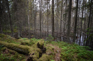 Majavan metsämaisemaa. Kuva: Upe Nykänen/retkeilyKS