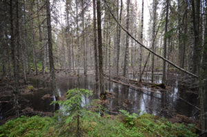 Majavan metsämaisemaa. Kuva: Upe Nykänen/retkeilyKS