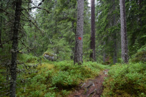 Isojärven polut on hyvin merkitty. Kuva: Upe Nykänen/retkeilyKS