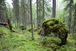 Metsäpolun varrella on hienoja sammaloituneita kiviä. Kuva: Upe Nykänen/retkeilyKS