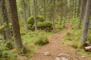 Isojärven metsäpolkua. Kuva: Elina Lamminaho/retkeilyKS