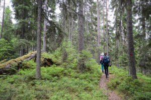 Isojärven metsäpolulla. Kuva: Upe Nykänen/retkeilyKS