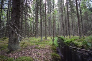Puro kulkee halki kuusikon. Kuva: Upe Nykänen/retkeilyKS