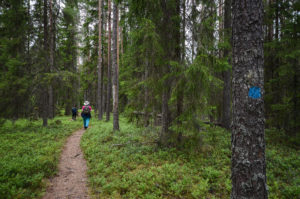 Isojärven metsäpolulla. Kuva: Upe Nykänen/retkeilyKS