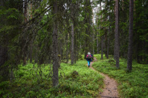 Isojärven metsäpolulla. Kuva: Upe Nykänen/retkeilyKS