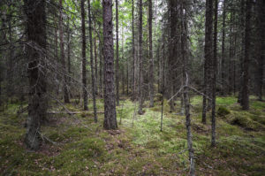 Vanhaa metsää Isojärven kansallispuistossa. Kuva: Upe Nykänen/retkeilyKS