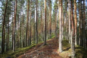 Joutsniemen upeaa maastoa. Kuva: Touho Häkkinen/retkeilyKS