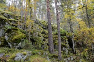 Sammalkallioita Kanavuoressa