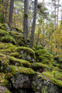 Sammalkiviä Kanavuoressa. Kuva: Upe Nykänen/retkeilyKS