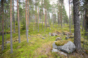 Kanavuoren männikköä