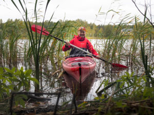 Meloja rantakaislikossa. Kuva: Terhi Jaakkola
