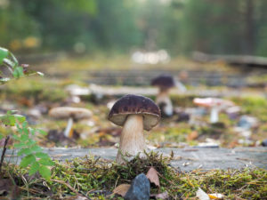 Meloja voi löytää retkellä myös herkkutatteja. Kuva: Terhi Jaakkola