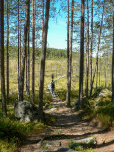 Kotajärven polulla. Kuva: Suvi-Tuulia Leinonen/retkeilyKS