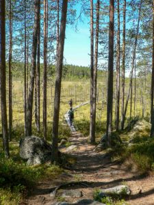 Kotajärven polulla. Kuva: Suvi-Tuulia Leinonen/retkeilyKS