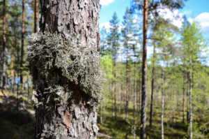Polkujen varsien puissa kasvaa monenmoista jäkälää. Kuva: Upe Nykänen/retkeilyKS