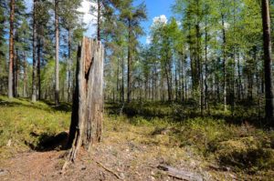 Kelon jäänteet Kirveslammen kierroksen varrella. Kuva: Upe Nykänen/retkeilyKS
