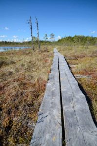 Pitkospuut Kirveslammen rannassa. Kuva: Upe Nykänen/retkeilyKS