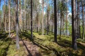 Mäntymetsää Luupään lenkin varrella. Kuva: Upe Nykänen/retkeilyKS