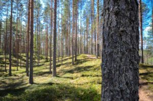 Männikköä Luupään lenkin varrella. Kuva: Upe Nykänen/retkeilyKS