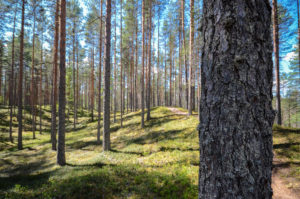 Mäntykangasta Luupään lenkin varrella. Kuva: Upe Nykänen/retkeilyKS