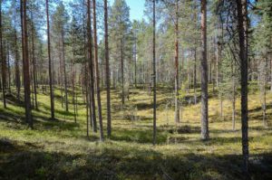 Luupään lenkin varrella on useita suppia. Kuva: Upe Nykänen/retkeilyKS
