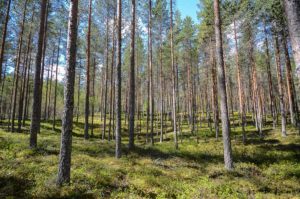 Leivonmäen kansallispuiston mäntykangasta. Kuva: Upe Nykänen/retkeilyKS