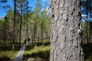 Kirveslammen kierroksella on useita pitkospuupätkiä. Kuva: Upe Nykänen/retkeilyKS