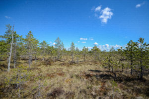 Suomaisemaa Kirveslammen kierroksella, Leivonmäen kansallispuisto. Kuva: Upe Nykänen/retkeilyKS