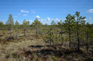 Suomaisemaa Kirveslammen kierroksella, Leivonmäen kansallispuisto. Kuva: Upe Nykänen/retkeilyKS