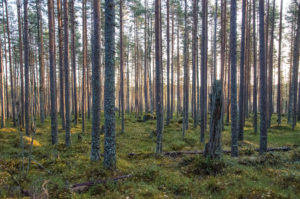 Männikköä Salamajärven kansallispuistossa. Kuva: Upe Nykänen/retkeilyKS