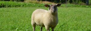 Lammasketju