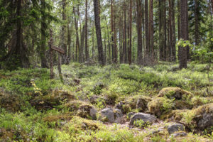 Metsämaisemaa, Pahapuron polku. Kuva: Suvi-Tuulia Leinonen/retkeilyKS