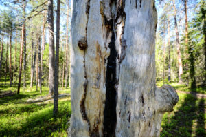 Palokoro Pyhä-Häkin aarnimetsässä. Kuva: Upe Nykänen/retkeilyKS