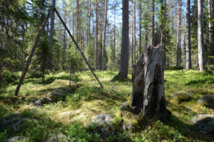 Palokoro Pyhä-Häkin metsässä. Kuva: Upe Nykänen/retkeilyKS