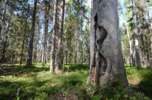Palokoro Pyhä-Häkin aarnimetsässä. Kuva: Upe Nykänen/retkeilyKS