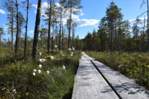 Upeat pitkospuut lähtevät Koirasalmen luontotuvalta Pahapuron polulle. Kuva: Saara Tervala/retkeilyKS