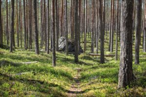 Mäntymetsää Pyhä-Häkin kansallispuistossa. Kuva: Saara Tervala/retkeilyKS