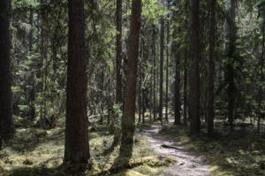 Kotajärven polku Pyhä-Häkin kansallispuistossa. Kuva: Upe Nykänen/retkeilyKS